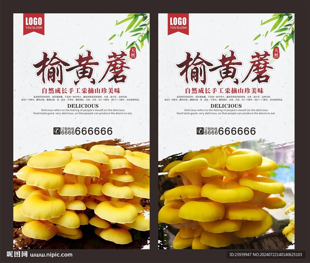 榆黄蘑