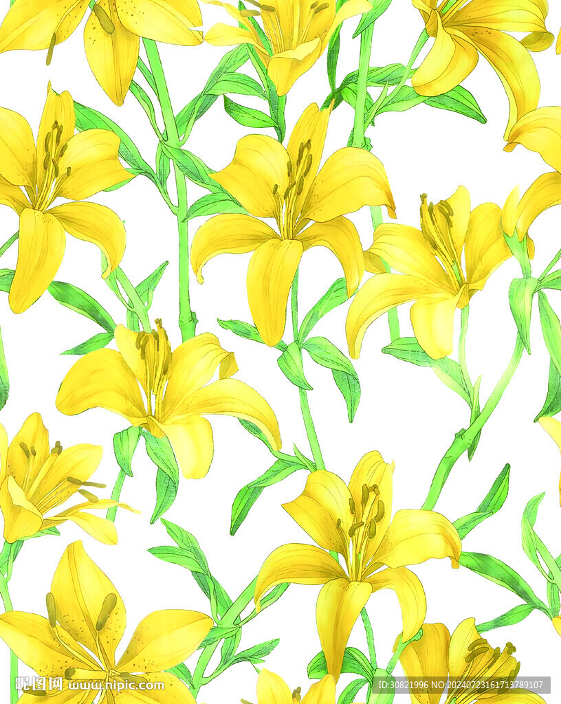 黄百合