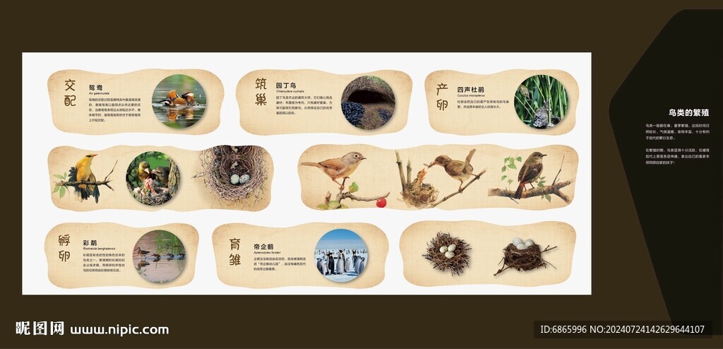 鸟类的繁殖