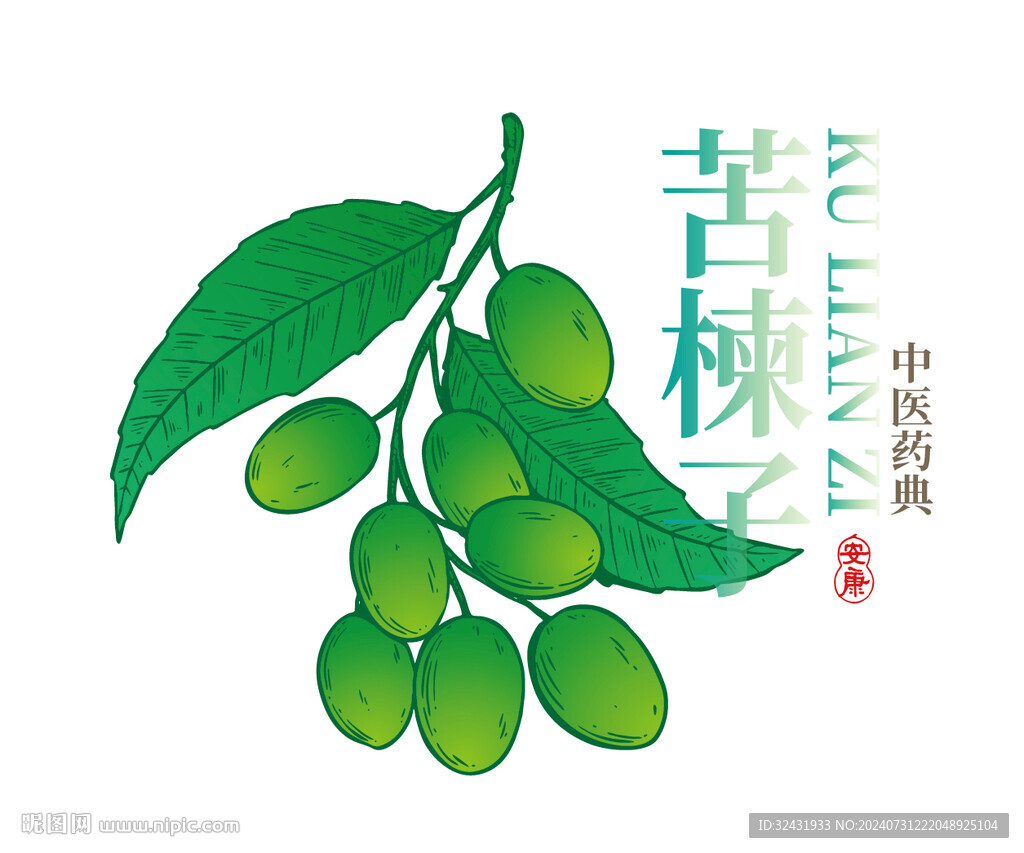 苦楝子