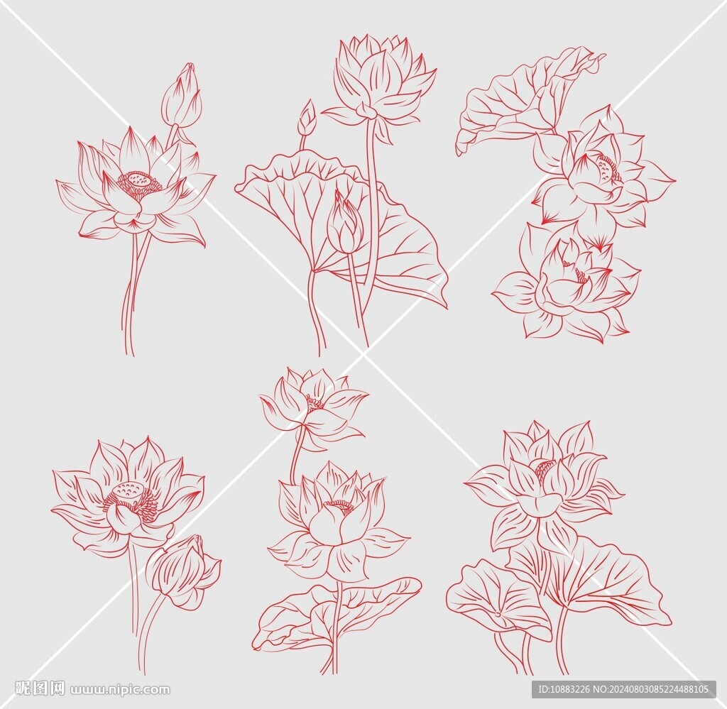 荷花