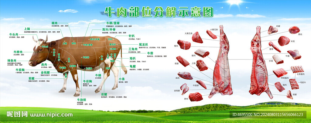 牛肉分割图