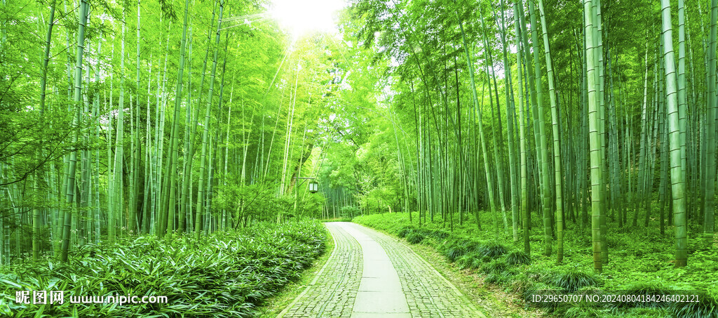 竹林背景
