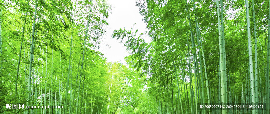 大自然竹海背景