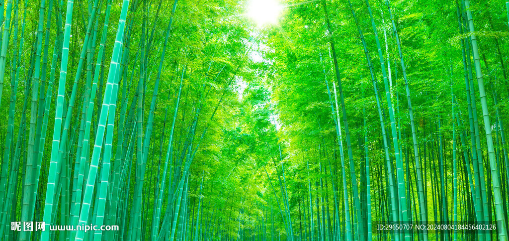 竹海背景