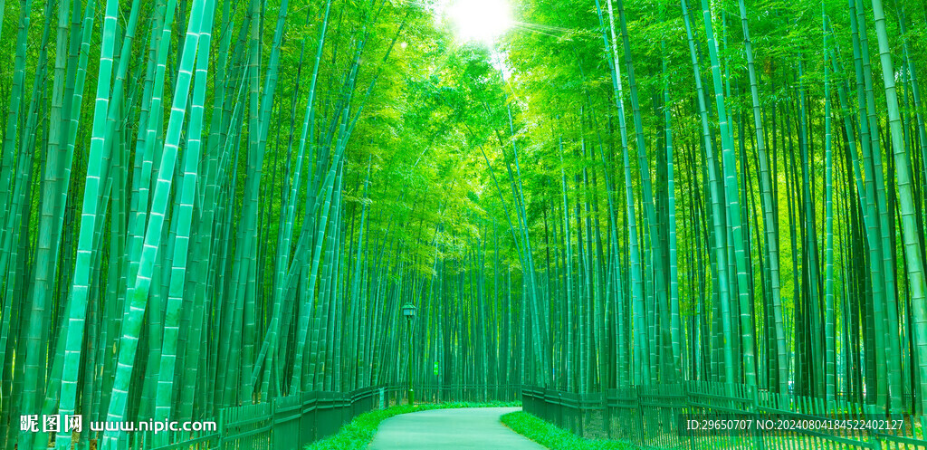 大自然竹林背景