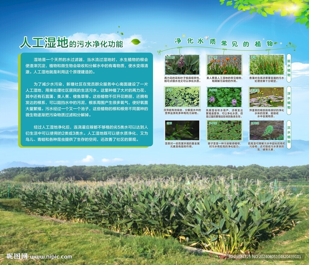 湿地功能