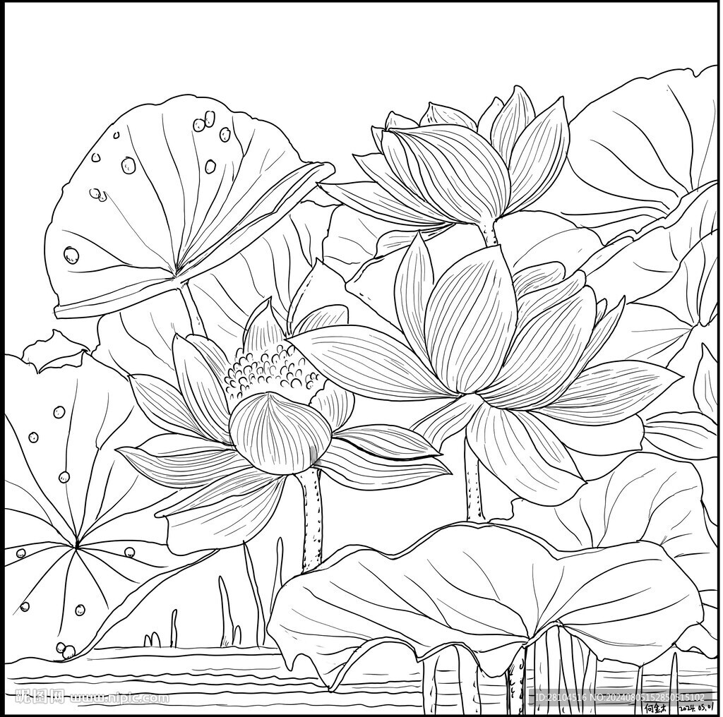 白描荷花 