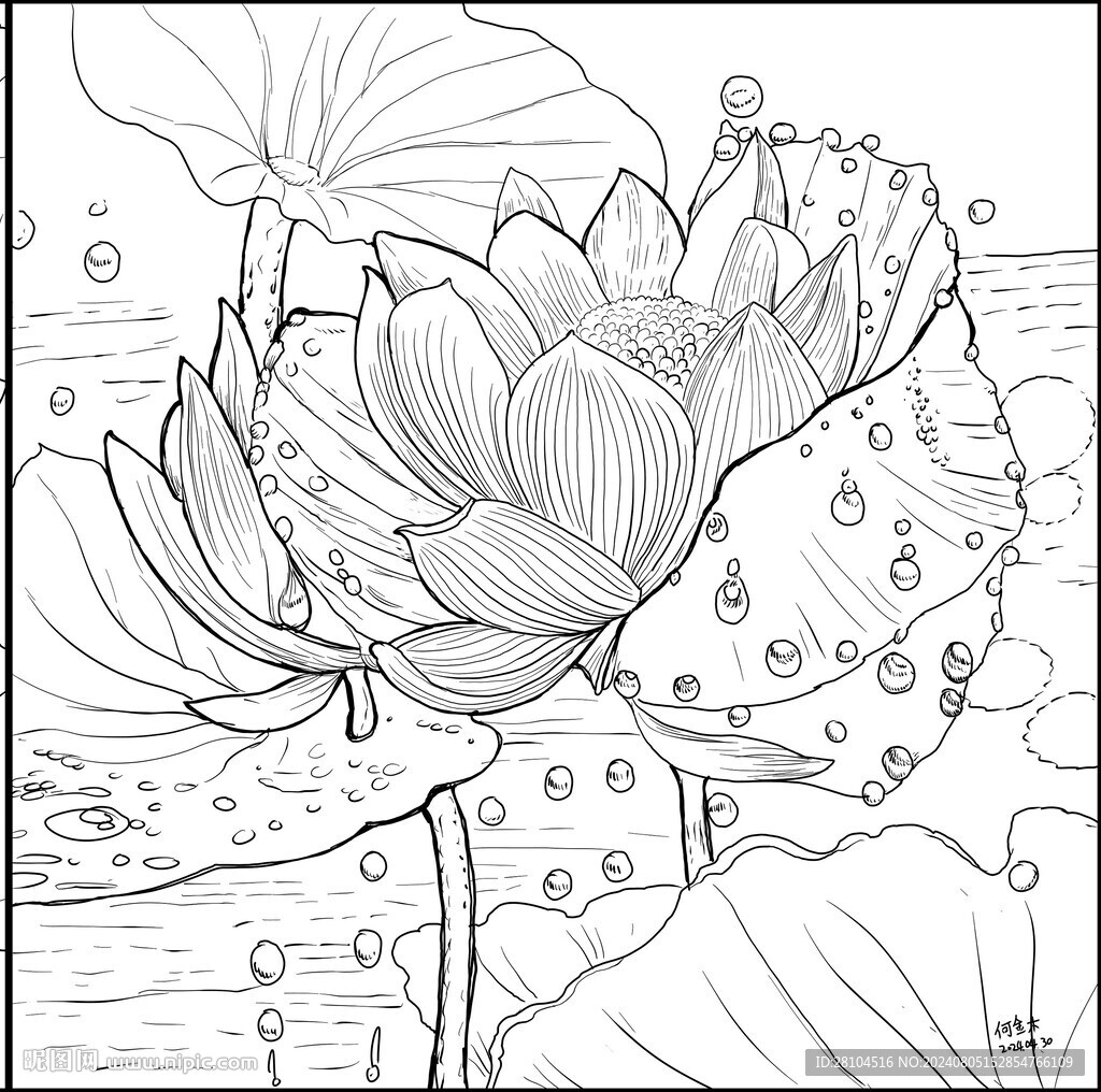 荷花图