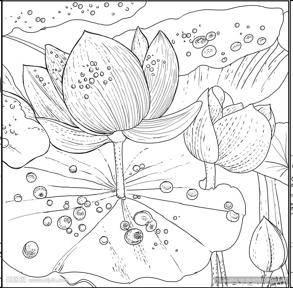白描荷花 