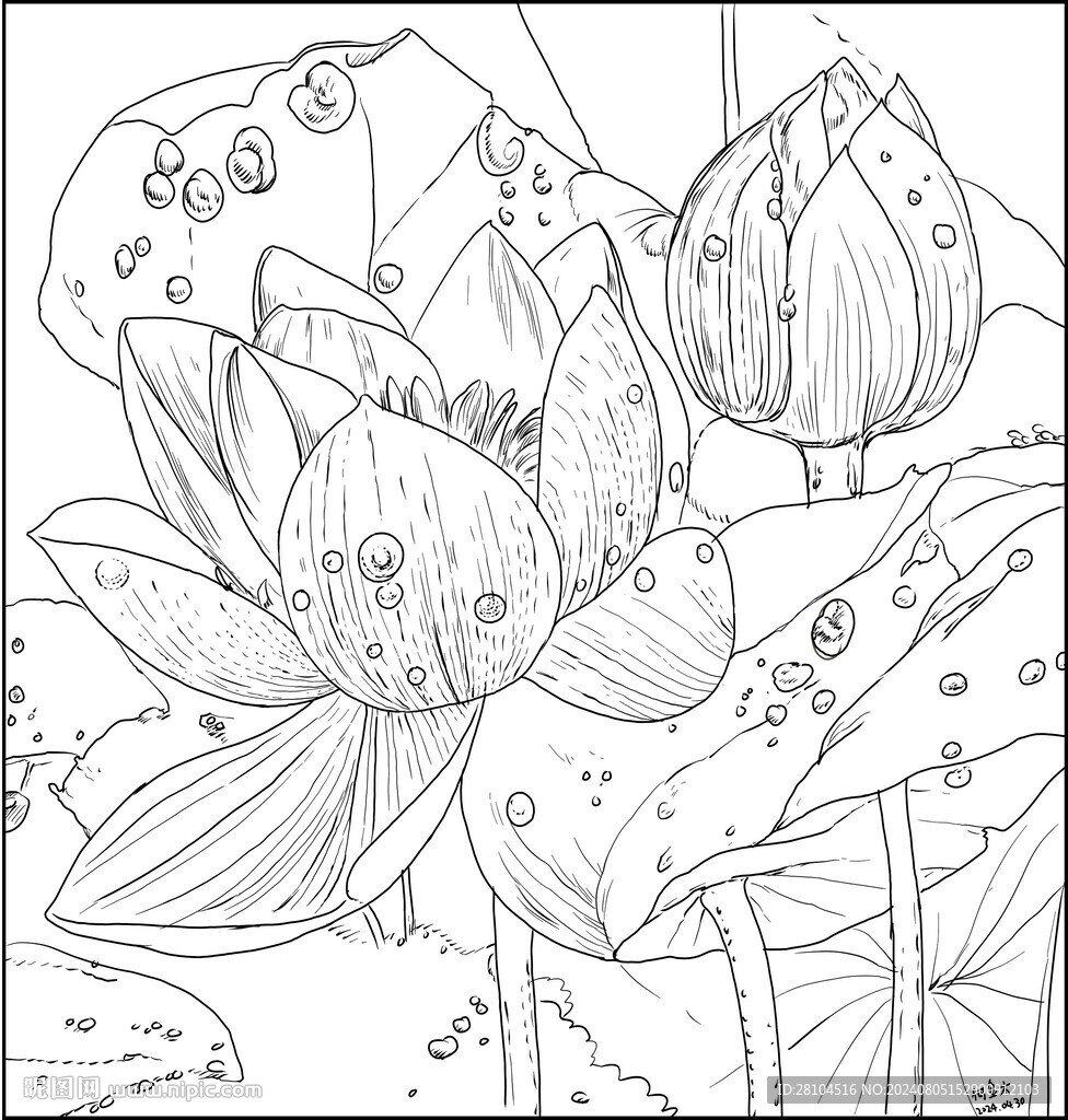 白描荷花 