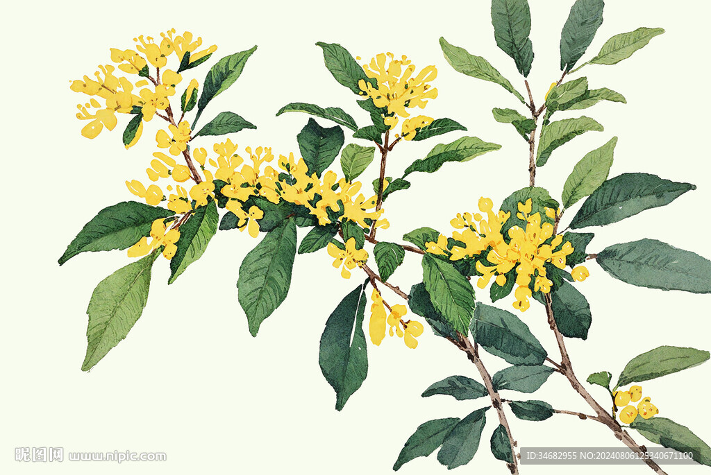 桂花水彩手绘免扣素材