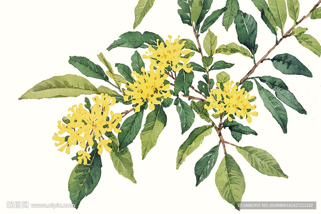 桂花手绘免扣素材
