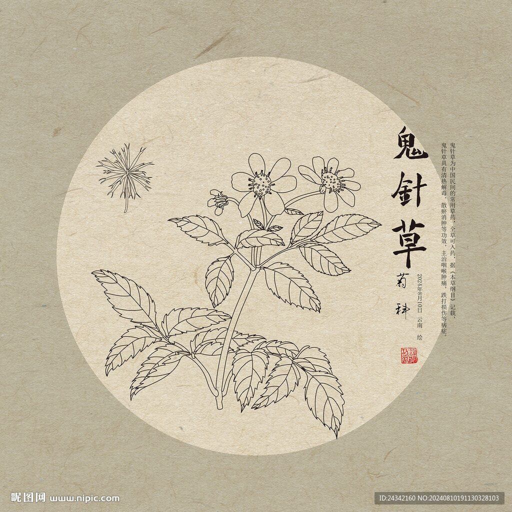 鬼针草 线描
