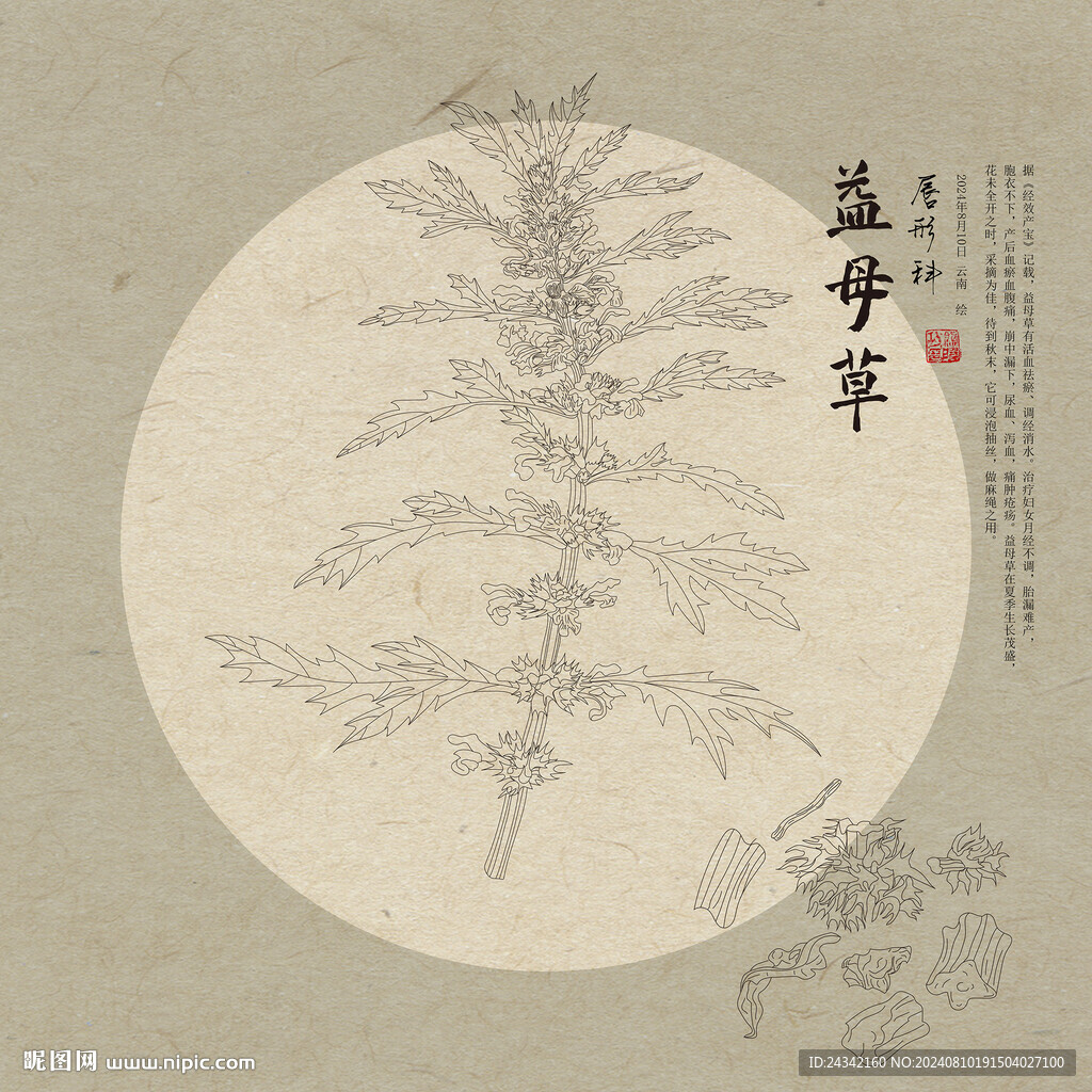益母草线描