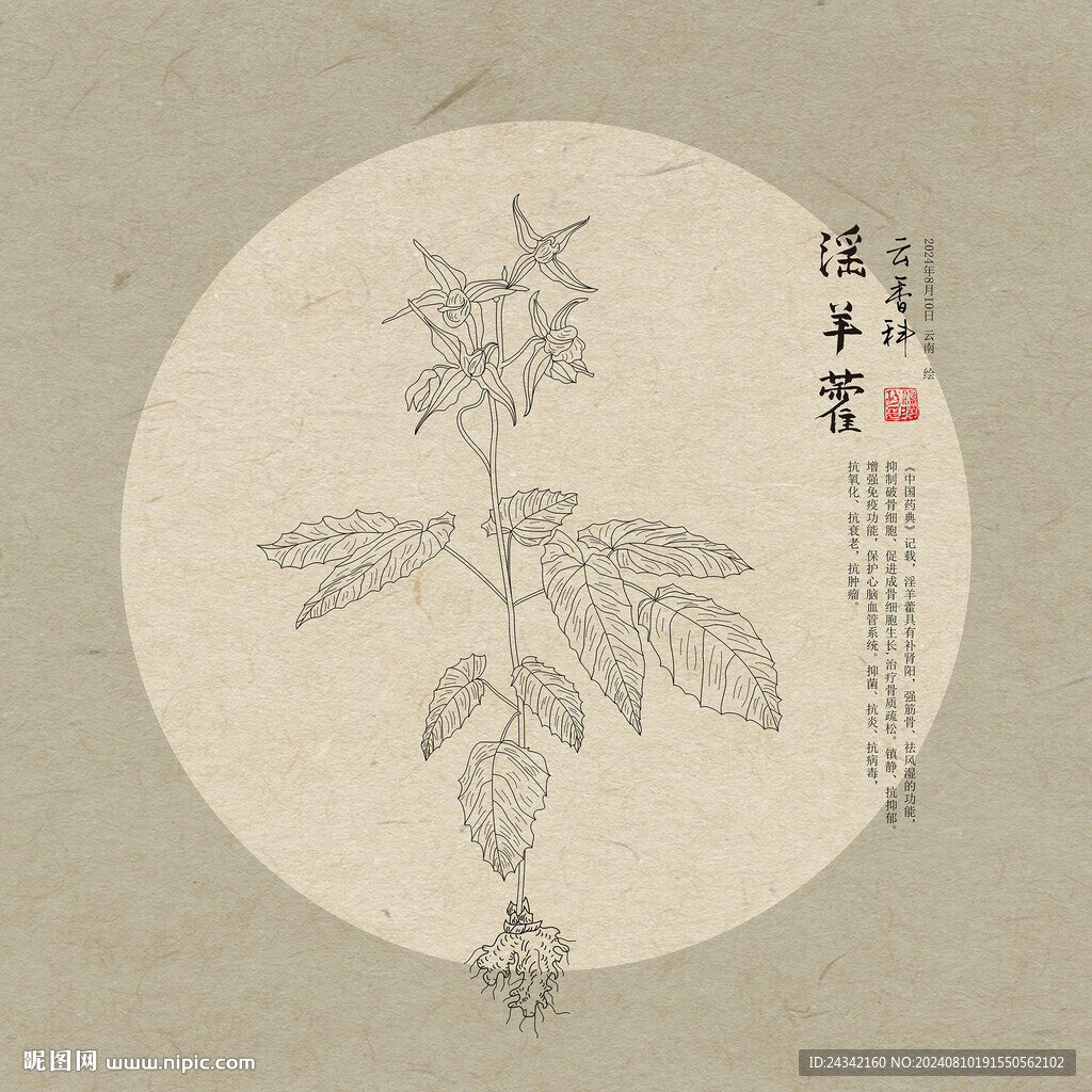 淫羊藿 线描