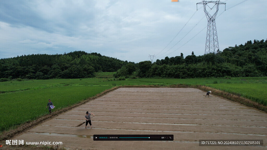  稻田育秧 