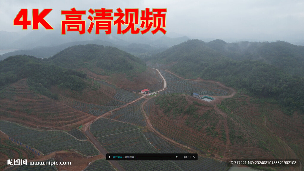 蓝莓果园