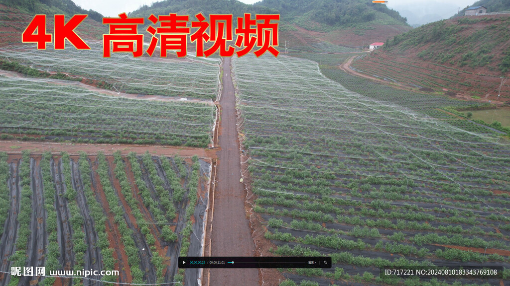  蓝莓果园