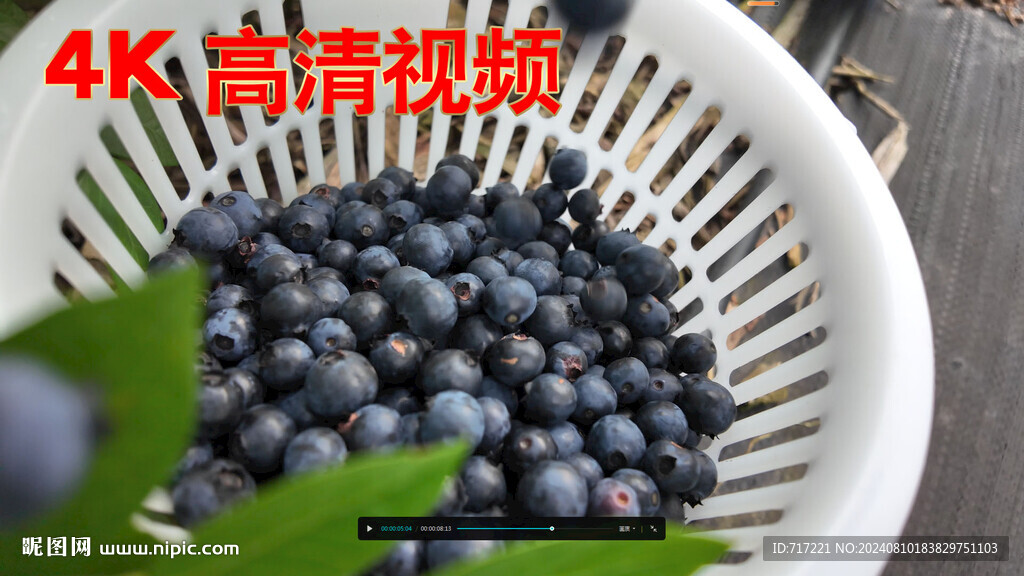  蓝莓果实拍