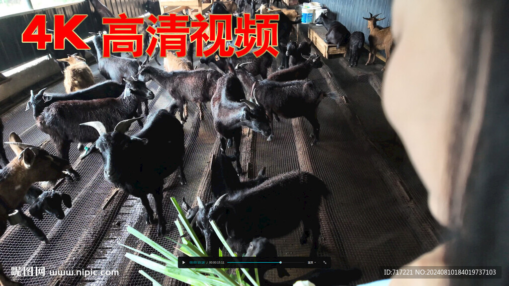 黑山羊