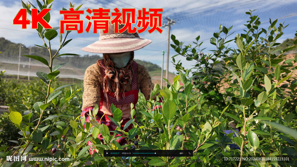  蓝莓成熟视频