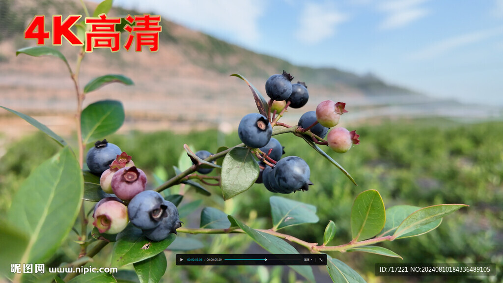 蓝莓果园