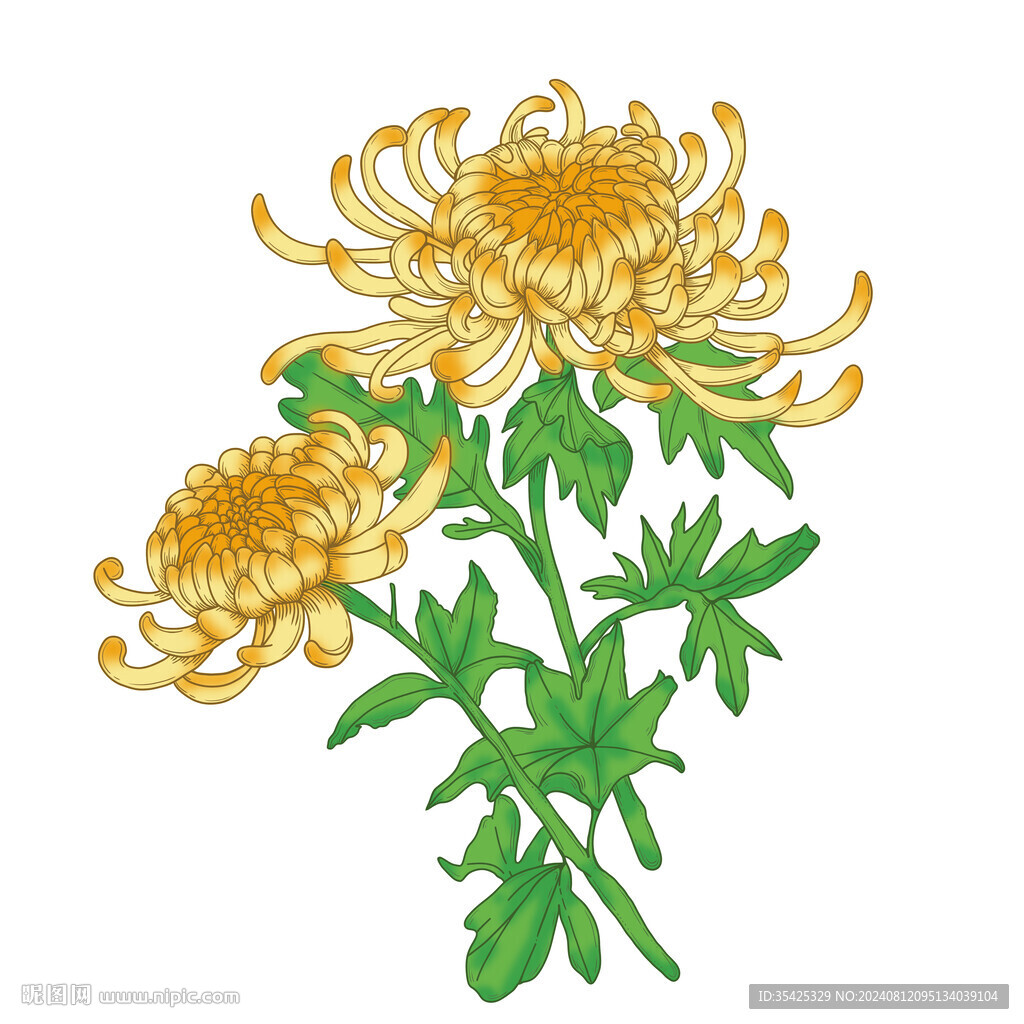 菊花