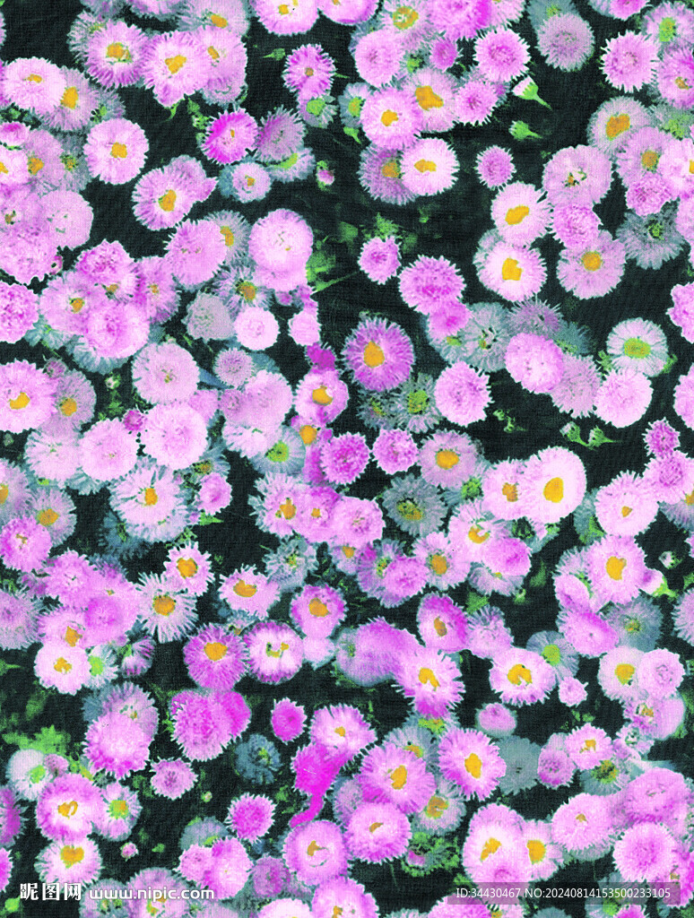 粉雏菊