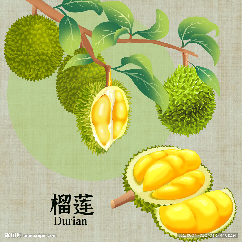 手绘榴莲