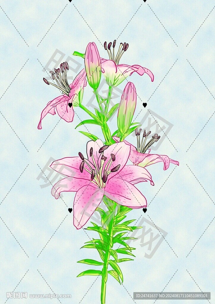 手绘百合花  卡通百合花