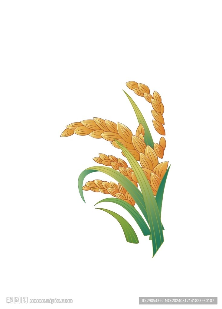 手绘水稻