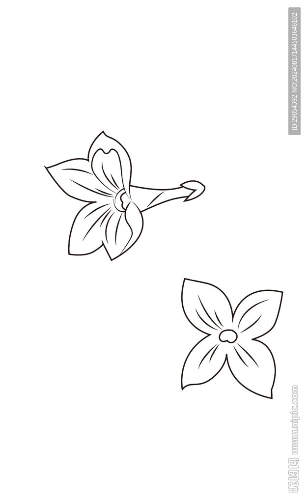 丁香花线稿