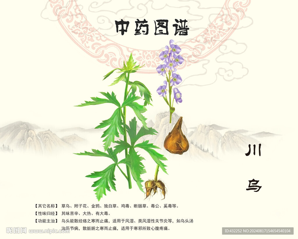 川乌川乌头