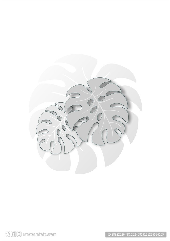 龟背竹