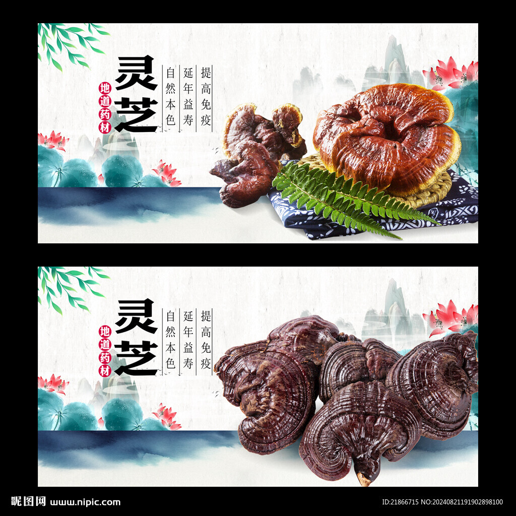 灵芝