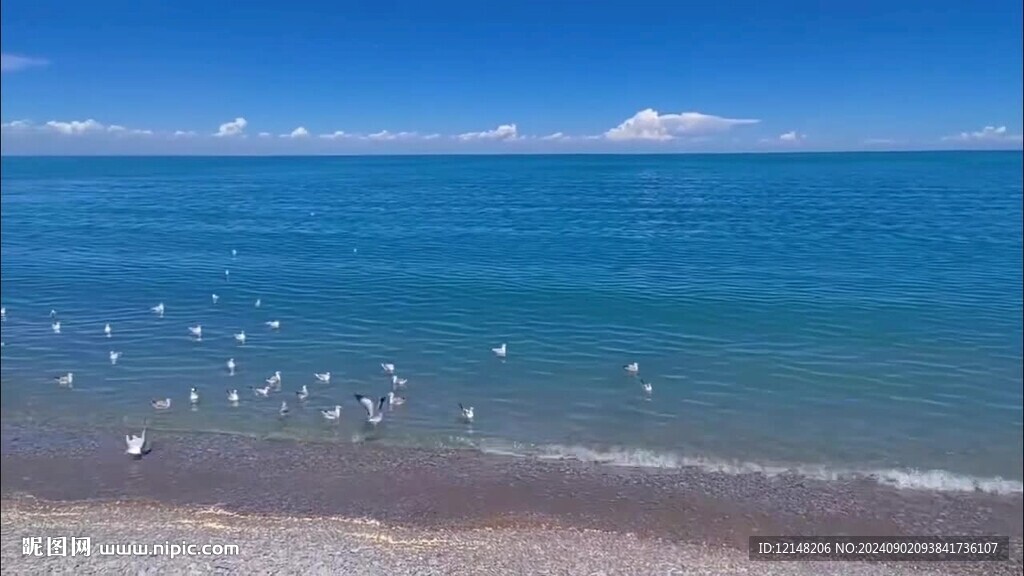 青海湖鸟群