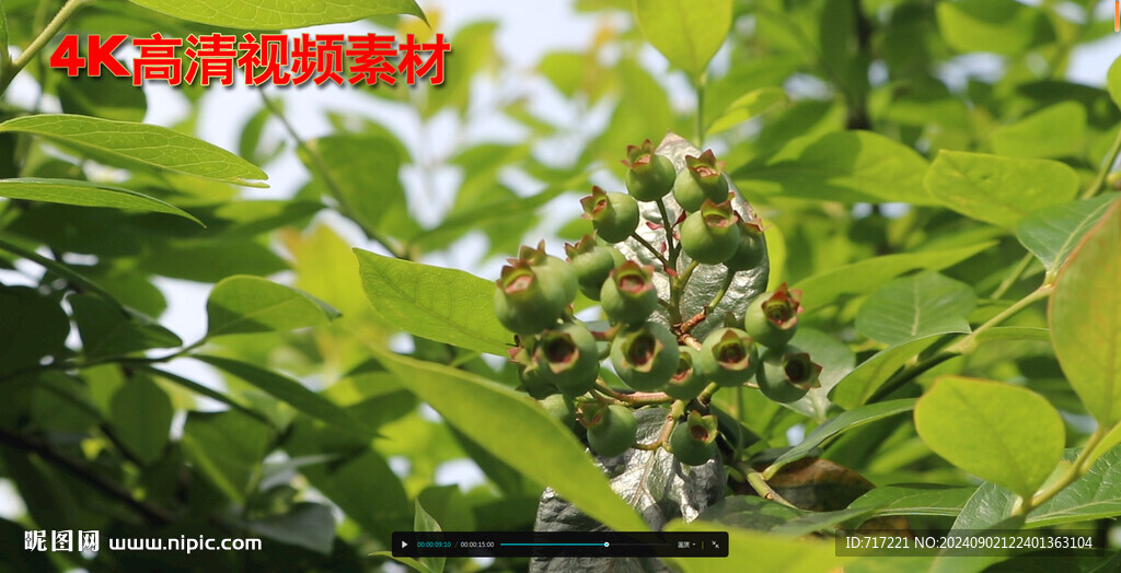 乡村产业振兴水果园实拍
