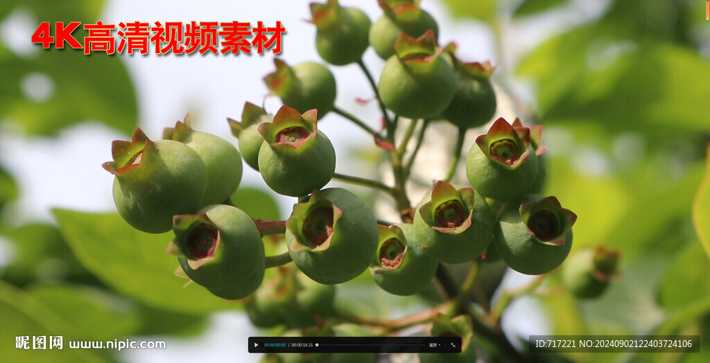 未成熟的果子