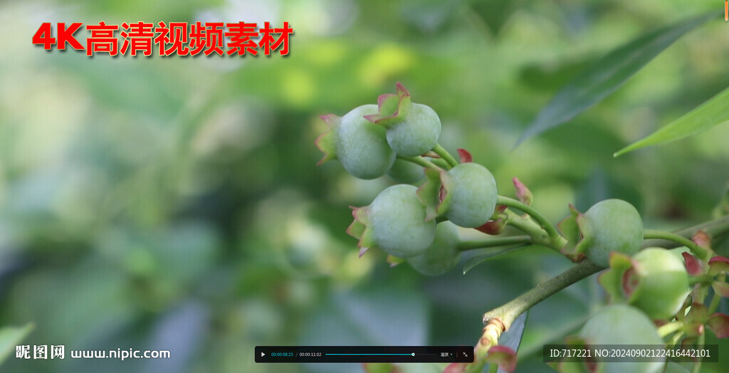 青果实