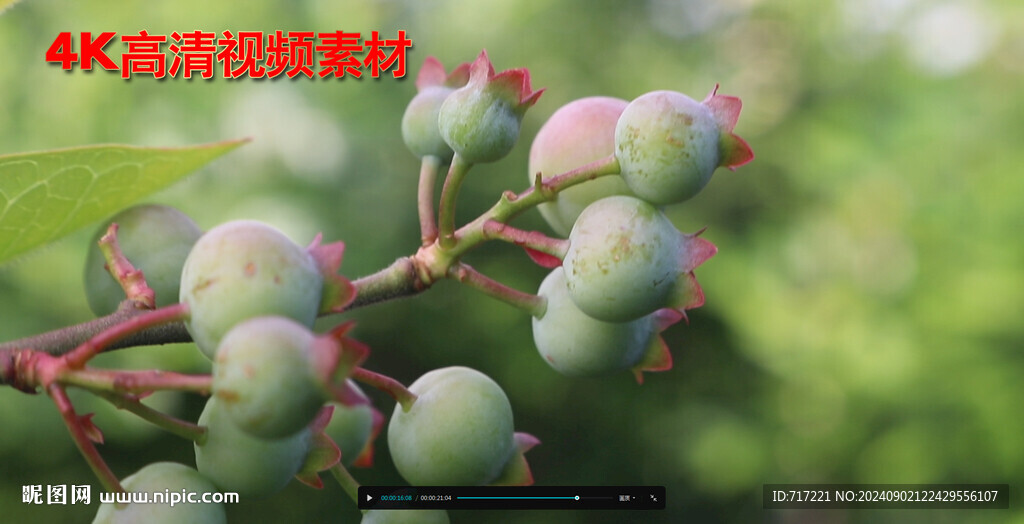 果实风里摇晃
