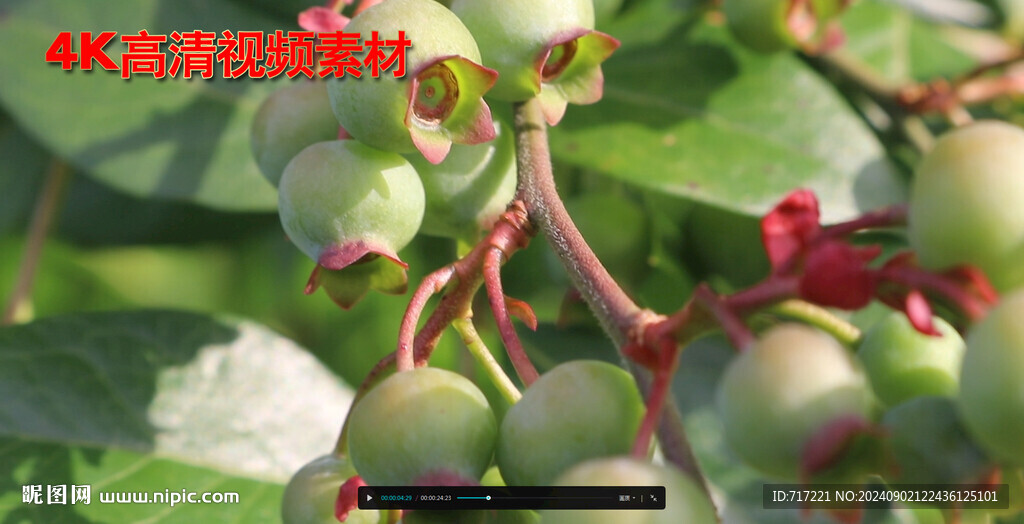 未成熟的果子