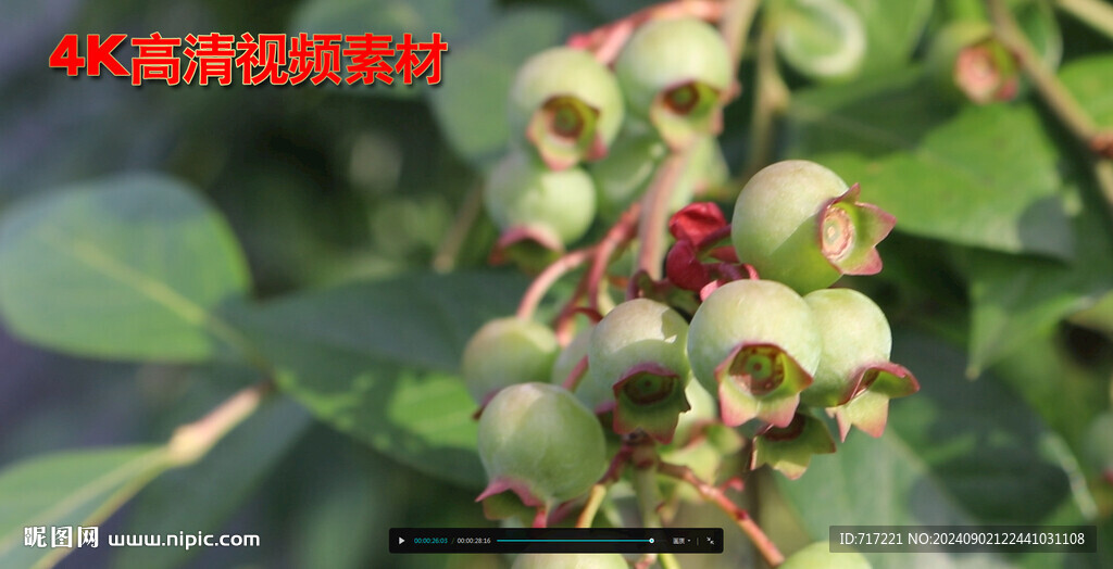 果实风里摇晃