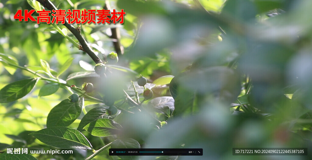 阳光下的果实