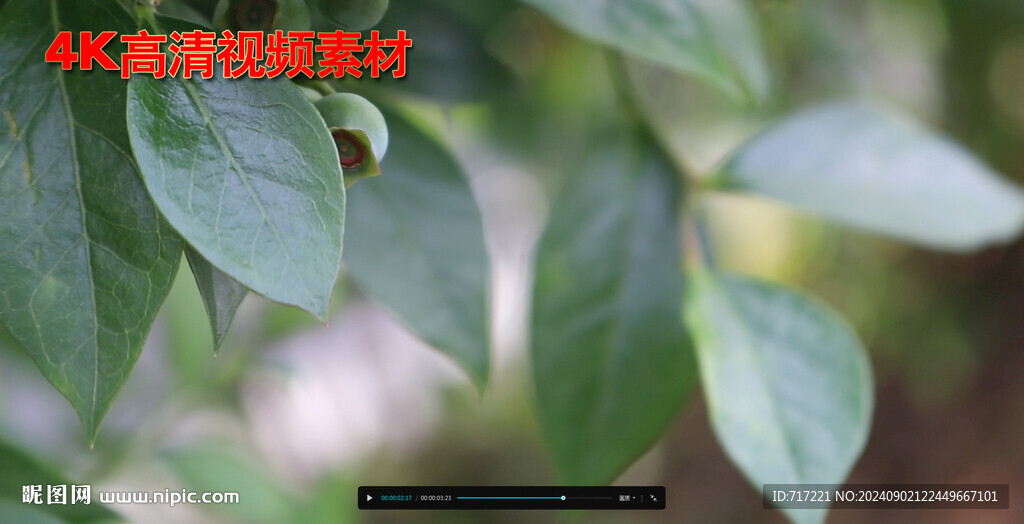 蓝莓青果