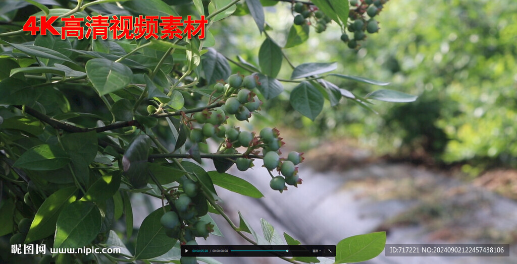  蓝莓果园