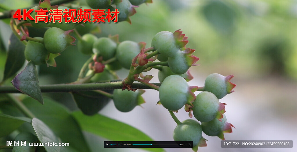 蓝莓高产挂果