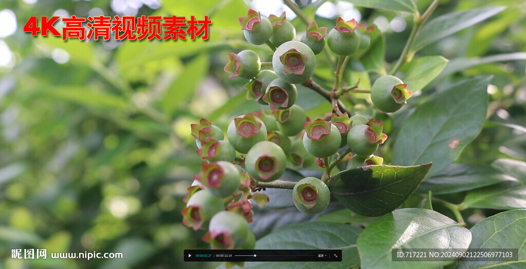 蓝莓高产挂果