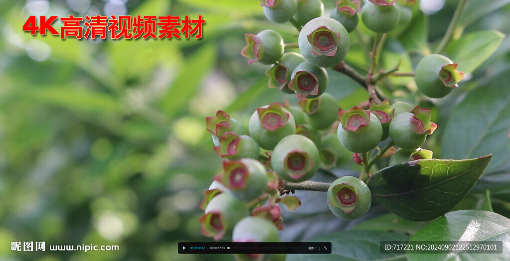 青果阳光树叶