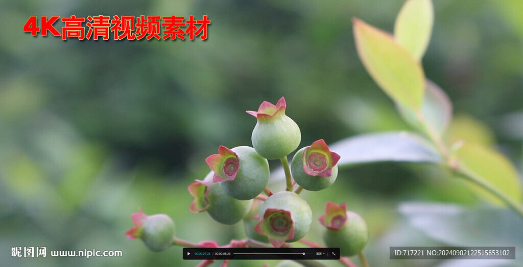 果树 